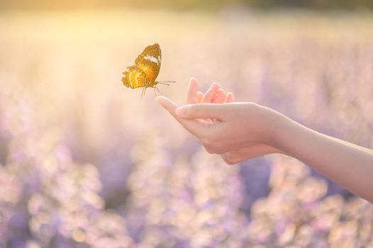 The girl frees the butterfly from the jar, golden blue moment Concept of freedom