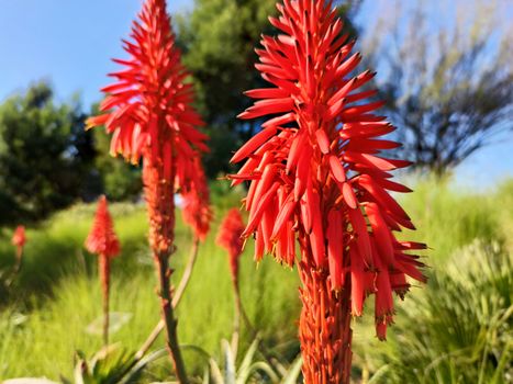 Kniphofia, also called tritoma, red hot poker, torch lily, knofflers or poker plant