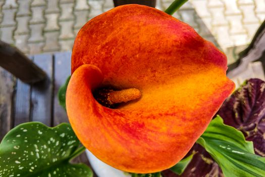 Bouquet of orange calla lilies in the garden