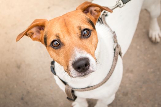 Smart look of the dog. A curious dog. Jack Russell Terrier on a leash. Expressive dog eyes look into the lens. A pet. Four-legged friend. Close-up portrait of a dog.