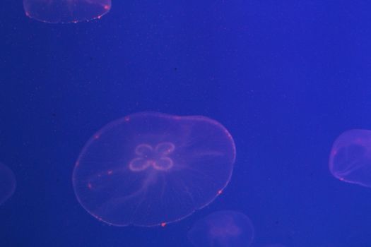 Jellyfish in the sea illuminated lights