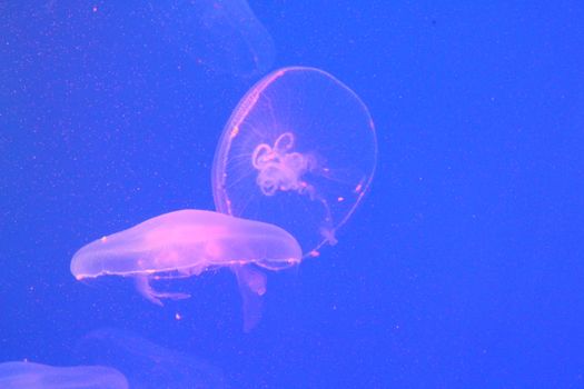 Large jellyfish in blue, clear sea water.