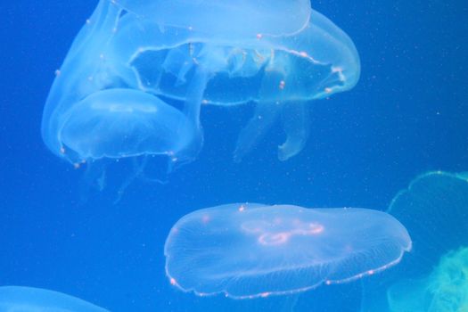 Jellyfish in the sea illuminated lights