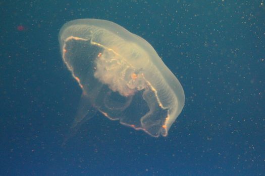 Jellyfish in the sea illuminated lights