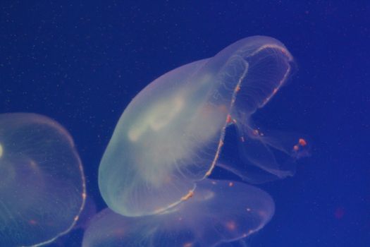 Jellyfish in the sea illuminated lights