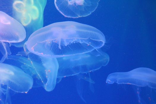 Jellyfish in the sea illuminated lights