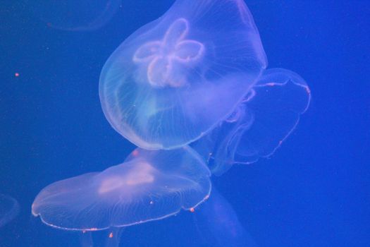 Jellyfish in the sea illuminated lights