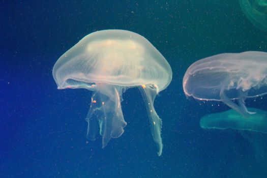 Large jellyfish in blue, clear sea water.