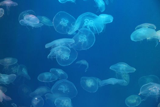 Jellyfish in the sea illuminated lights