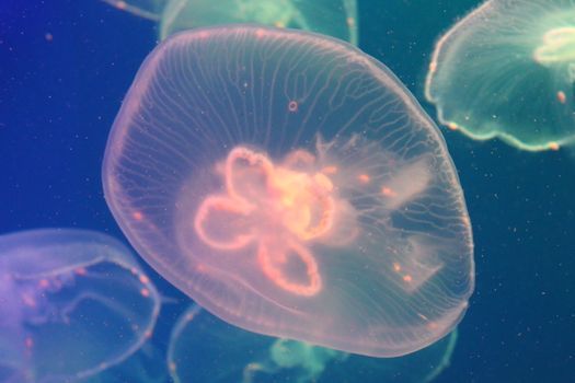 Jellyfish in the sea illuminated lights