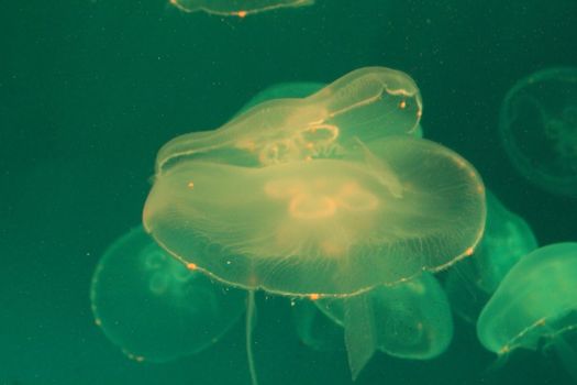 Jellyfish in the sea illuminated lights