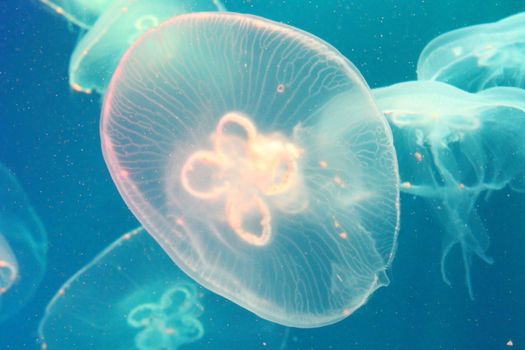 Large jellyfish in blue, clear sea water.