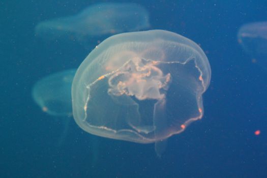 Jellyfish in the sea illuminated lights