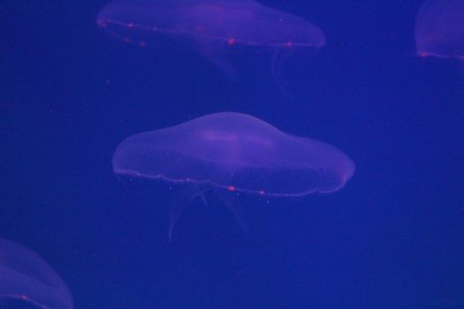 Large jellyfish in blue, clear sea water.