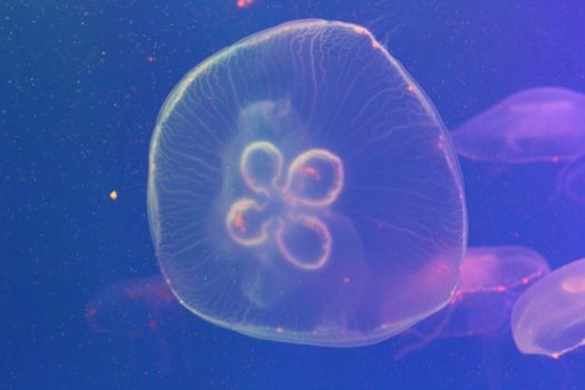 Jellyfish in the sea illuminated lights