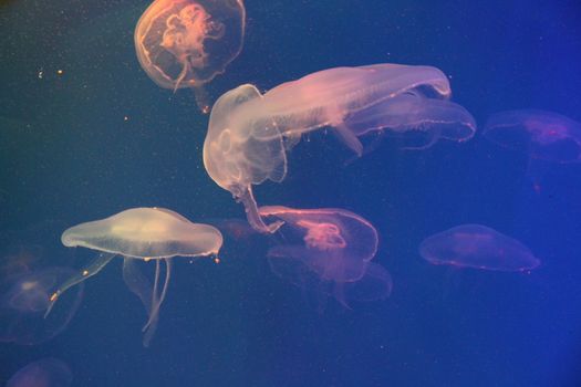 Jellyfish in the sea illuminated lights