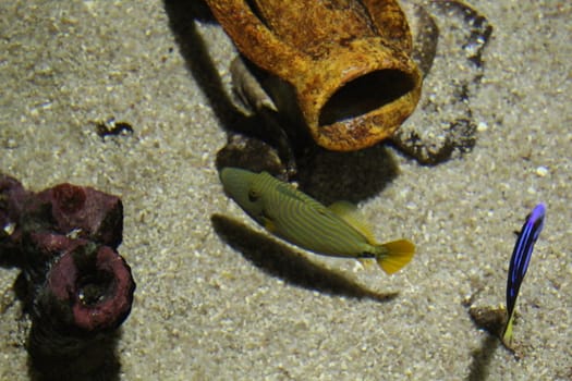 Fish in sea water. Beautiful