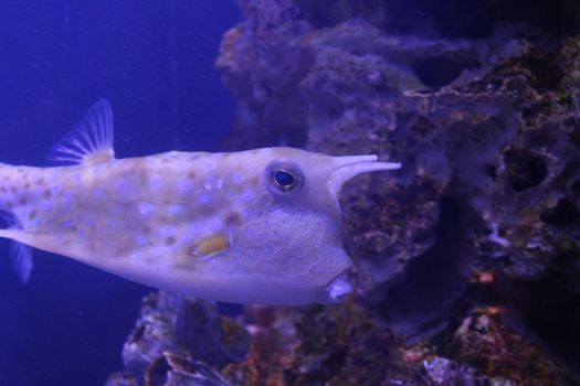 Fish in sea water. Beautiful