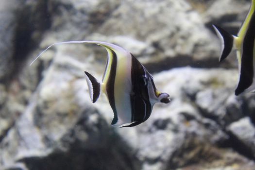 A flock of fish, different species and colors.