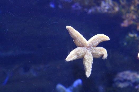 Starfish in clear water. Sea inhabitants of the Earth.