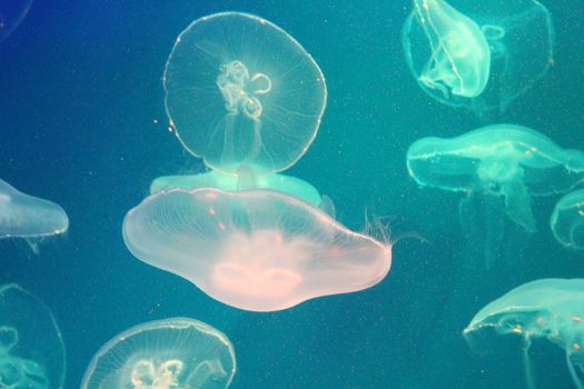 Jellyfish in the sea illuminated lights