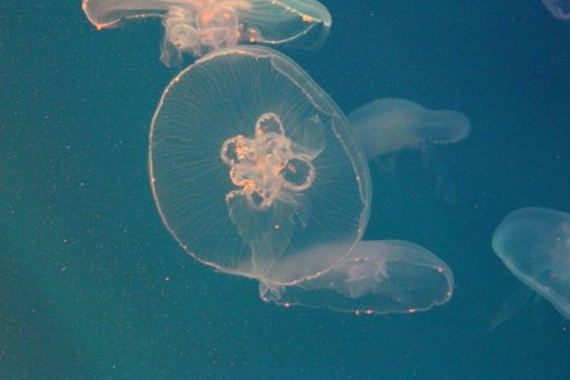 Large jellyfish in blue, clear sea water.