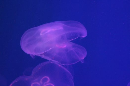 Large jellyfish in blue, clear sea water.