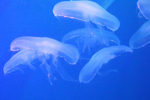 Jellyfish in the sea illuminated lights