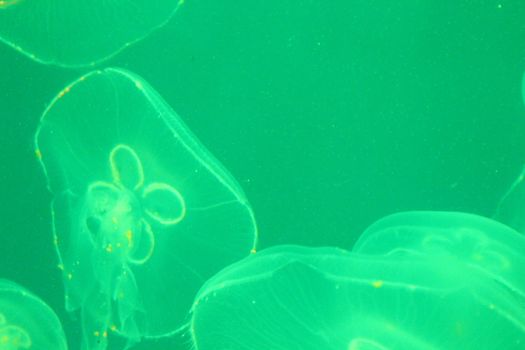 Jellyfish in the sea illuminated lights