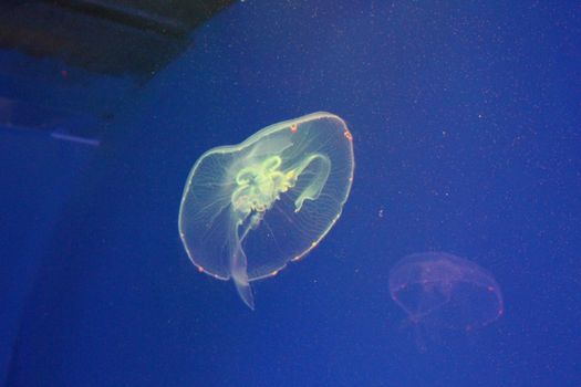 Jellyfish in the sea illuminated lights