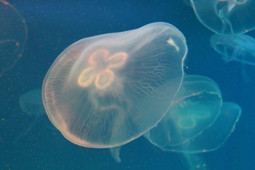 Large jellyfish in blue, clear sea water.