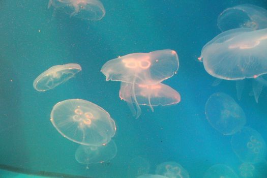 Jellyfish in the sea illuminated lights