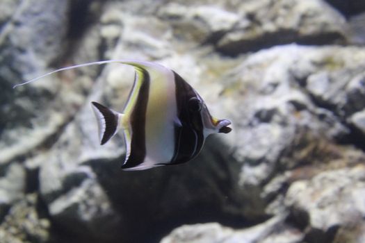 Fish striped angelfish in the water of the aquarium.