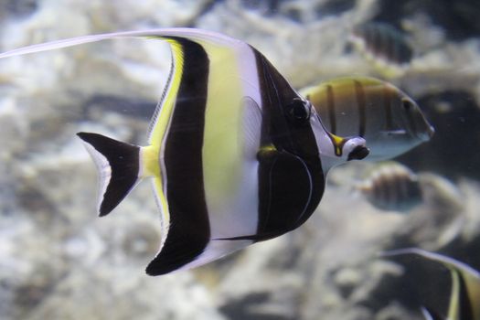 Fish striped angelfish in the water of the aquarium.