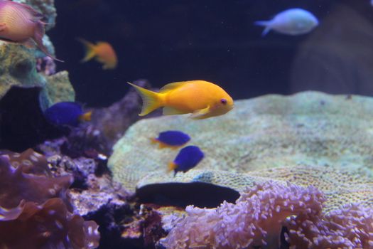 A flock of fish, different species and colors.