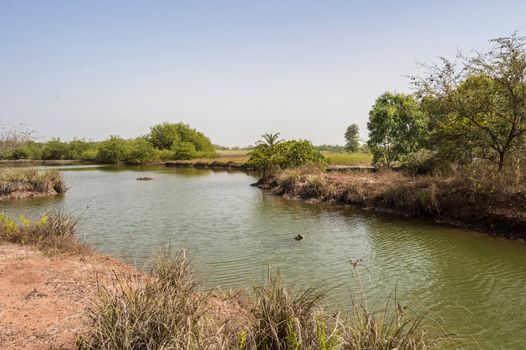View of a small lake in a park in the central wetlands of The Gambia, West Africa
