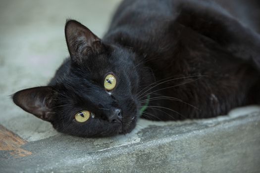 Black Adullt Lying cat resting in the floor