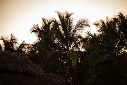 Palms trees at sunset in Dominicus, Dominican Republic