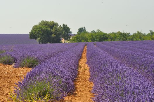 travel to Provence in the south of France. lavender culture and small village. summer scent