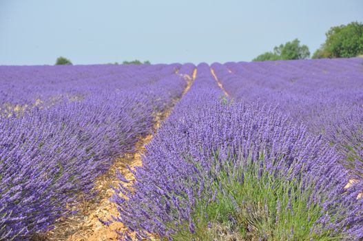 travel to Provence in the south of France. lavender culture and small village. summer scent