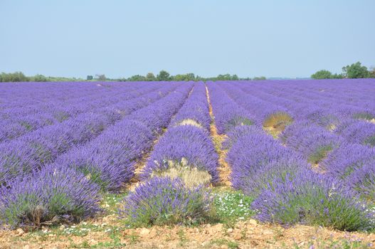 travel to Provence in the south of France. lavender culture and small village. summer scent