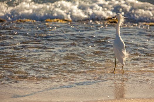 Exemplar of Bubulcus Ibis near the seashore in a beach in Dominican Republic