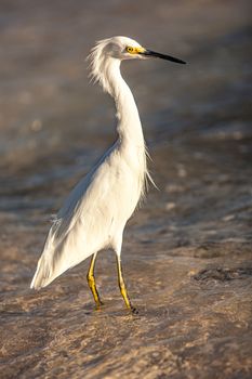 Exemplar of Bubulcus Ibis near the seashore in a beach in Dominican Republic