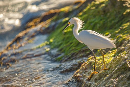 Exemplar of Bubulcus Ibis near the seashore in a beach in Dominican Republic