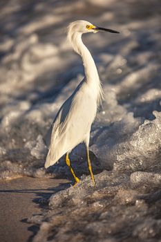 Exemplar of Bubulcus Ibis near the seashore in a beach in Dominican Republic