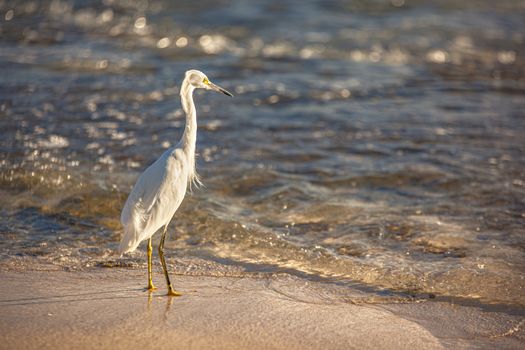 Exemplar of Bubulcus Ibis near the seashore in a beach in Dominican Republic