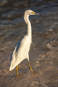 Exemplar of Bubulcus Ibis near the seashore in a beach in Dominican Republic