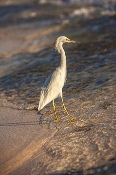 Exemplar of Bubulcus Ibis near the seashore in a beach in Dominican Republic