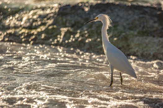 Exemplar of Bubulcus Ibis near the seashore in a beach in Dominican Republic