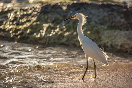 Exemplar of Bubulcus Ibis near the seashore in a beach in Dominican Republic